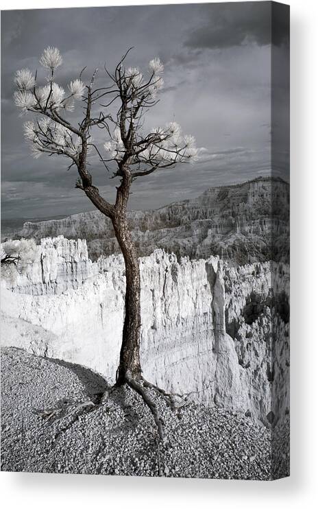 Trees Canvas Print featuring the photograph Lone Tree Canyon by Mike Irwin