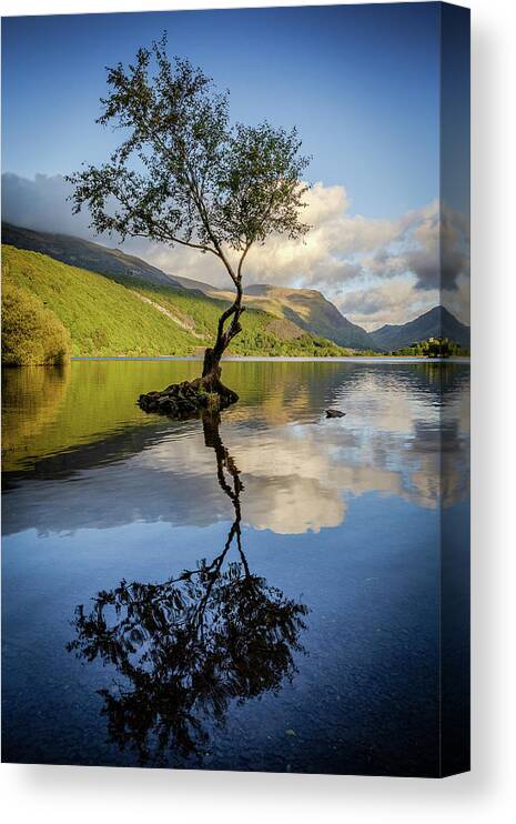 Gwynedd Canvas Print featuring the photograph Lone Tree, Llyn Padarn by Peter OReilly