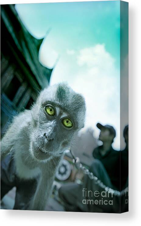 Monkey Canvas Print featuring the photograph Look Into My Eyes by Charuhas Images
