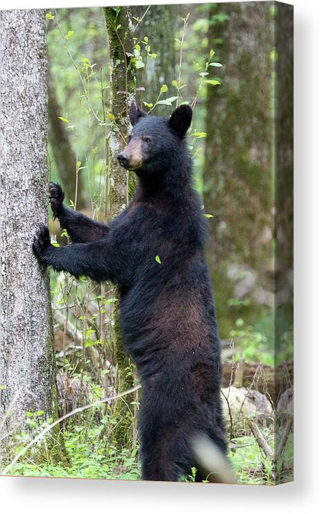 Black Bear Canvas Print featuring the photograph Looking by Dan Friend