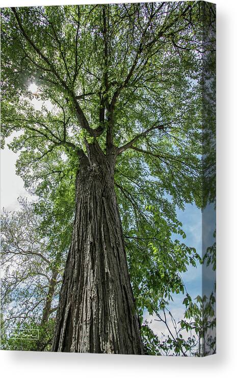 Fine Art Canvas Print featuring the photograph Looking Up by Kim Sowa