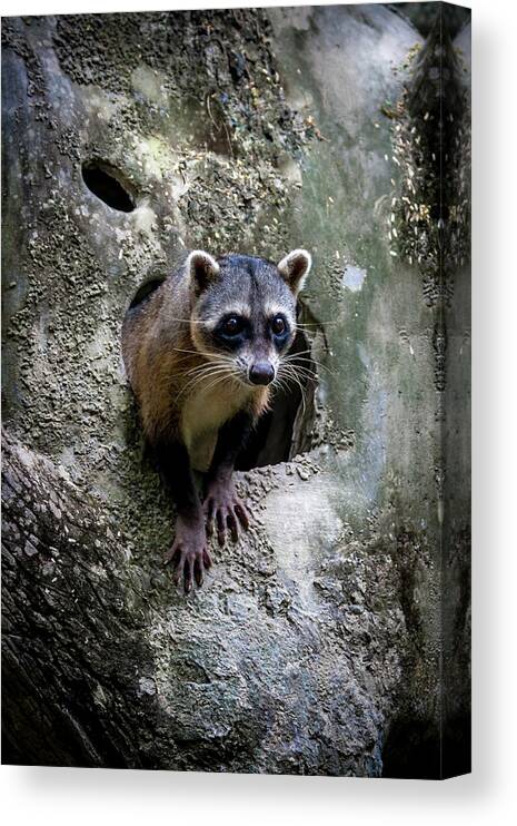 Ecuador Canvas Print featuring the photograph Lookout by Daniel Murphy