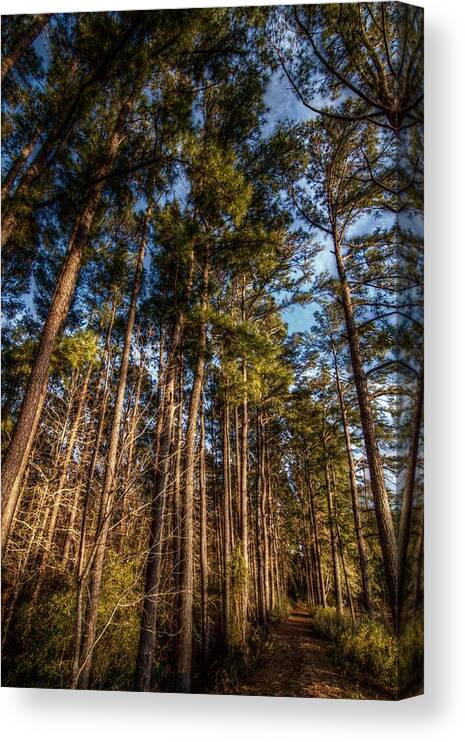 Hdr Canvas Print featuring the digital art Lost in the Woods by Linda Unger