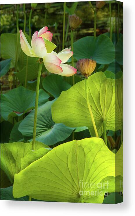 Cactus Canvas Print featuring the photograph Lotus and Light by Marilyn Cornwell
