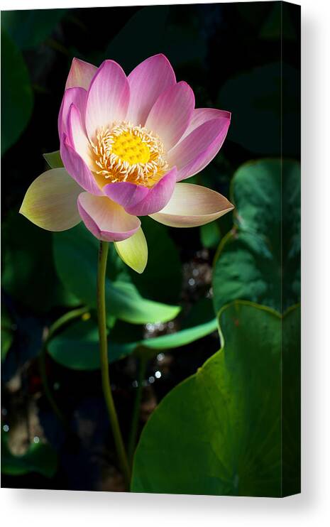 Lotus Canvas Print featuring the photograph Lotus Blossom by Catherine Lau