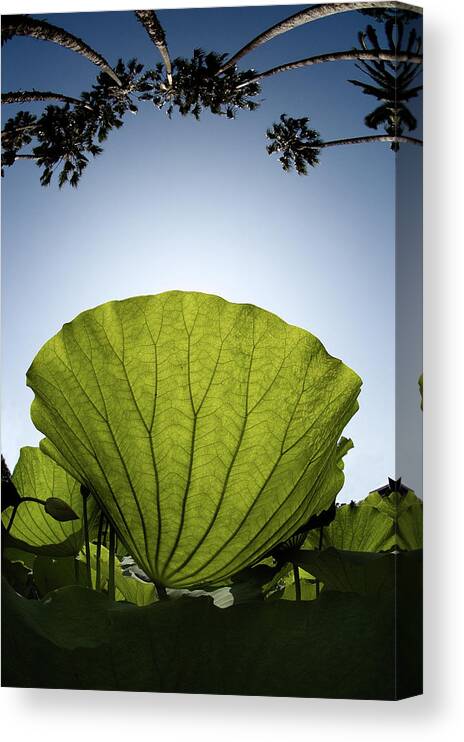 Lotus Leaf Canvas Print featuring the photograph Lotus Leaf by Harry Spitz