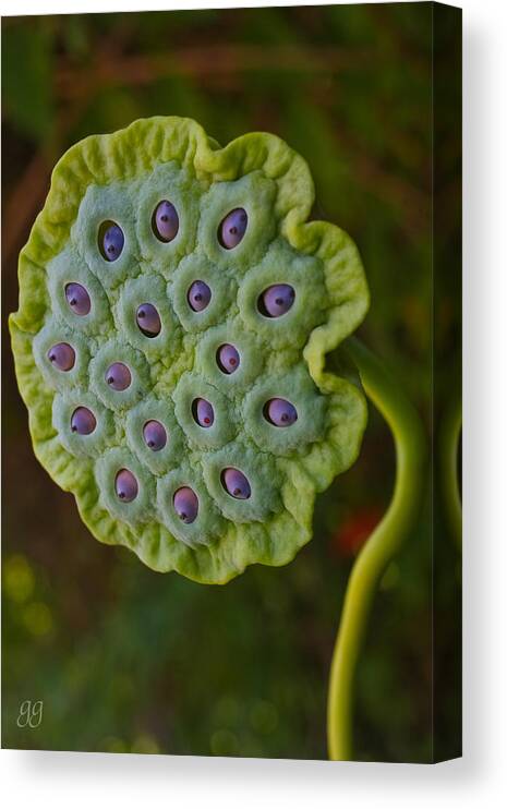 Lotus Canvas Print featuring the photograph Lotus Pod by Geri Glavis