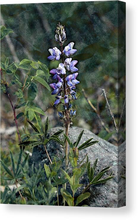 Alaska Canvas Print featuring the photograph Lupine 2017 by Fred Denner
