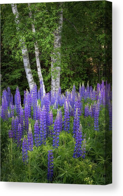 Sugar Hill Canvas Print featuring the photograph Lupine and Birch Tree by Bill Wakeley