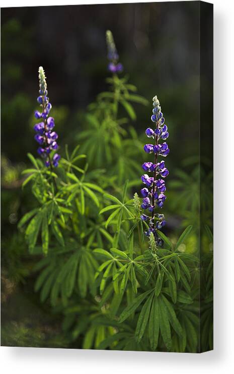 Lupine Canvas Print featuring the photograph Lupine by Chad Dutson