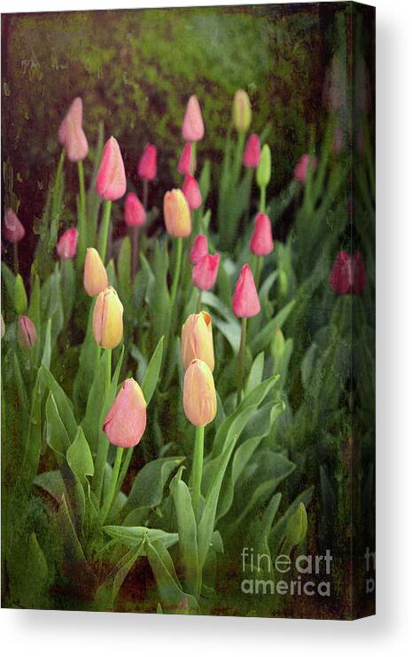 Tulip Canvas Print featuring the photograph Tulips Starting to Bloom by Lynn Sprowl