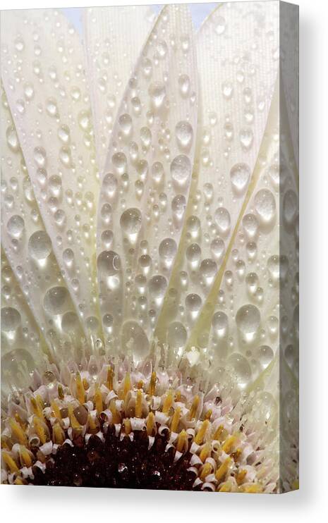 Daisy Canvas Print featuring the digital art Macro close up of a daisy flower by Mark Duffy
