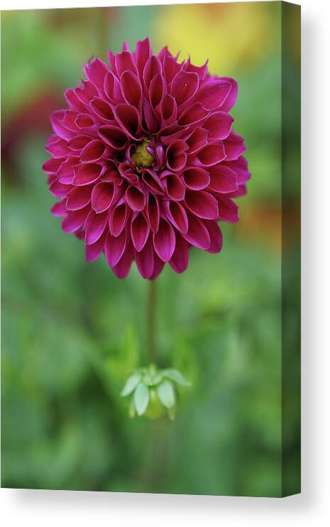 Flower Canvas Print featuring the photograph Magenta Dahlia by Rebekah Zivicki