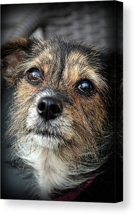 Dogs Canvas Print featuring the photograph Maggie by Angie Tirado