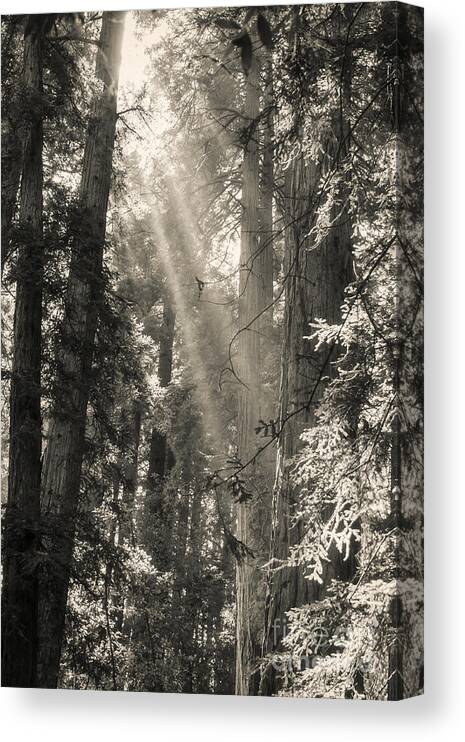 Trees Canvas Print featuring the photograph Magical Forest by Ana V Ramirez