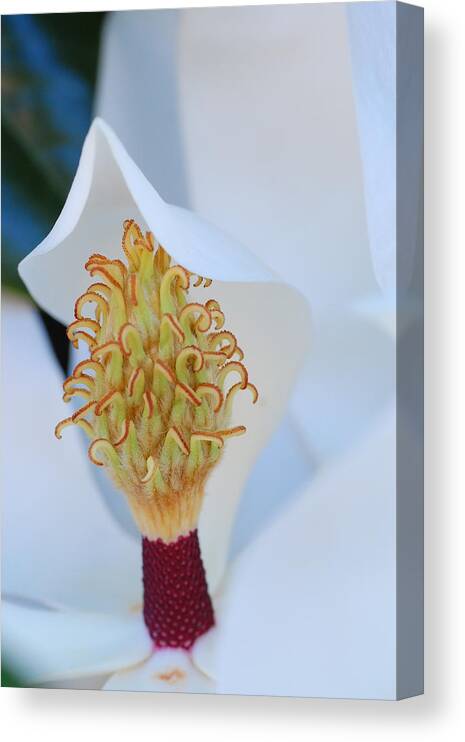 Flower Canvas Print featuring the photograph Magnolia Blossom 1 by Amy Fose