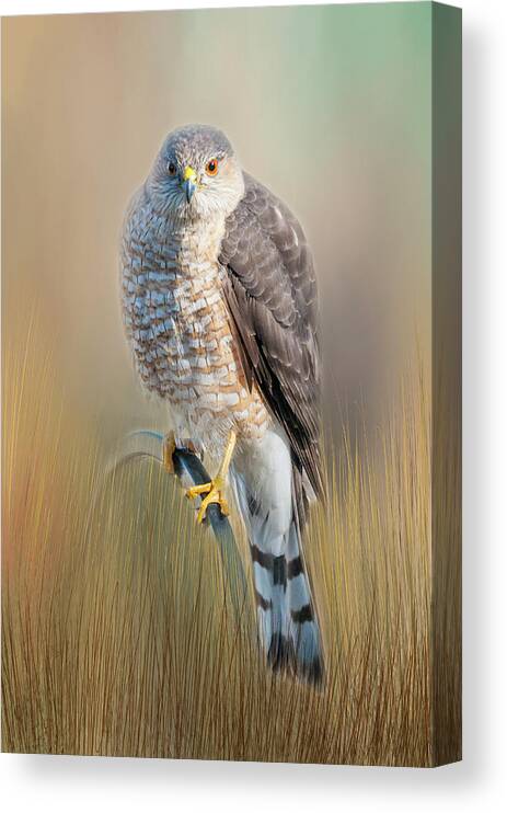 Hawk Canvas Print featuring the photograph Majestic by Cathy Kovarik