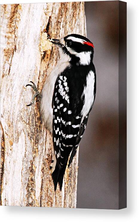 Photography Canvas Print featuring the photograph Male Hairy Woodpecker by Larry Ricker