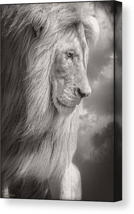 Lion Canvas Print featuring the photograph Male Lion Black and White by LeeAnn McLaneGoetz McLaneGoetzStudioLLCcom
