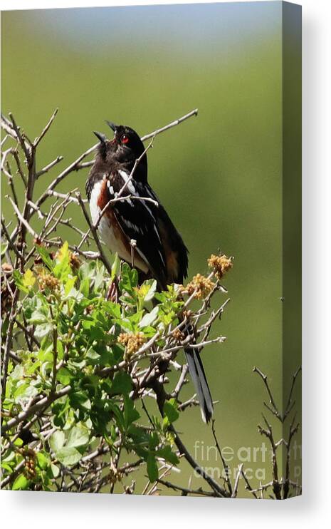 Male Spotted Towhee Canvas Print featuring the photograph Male Spotted Towhee by Alyce Taylor