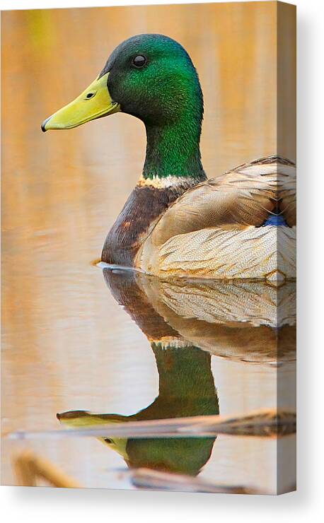 Mallard Canvas Print featuring the photograph Mallard Mirror by William Jobes