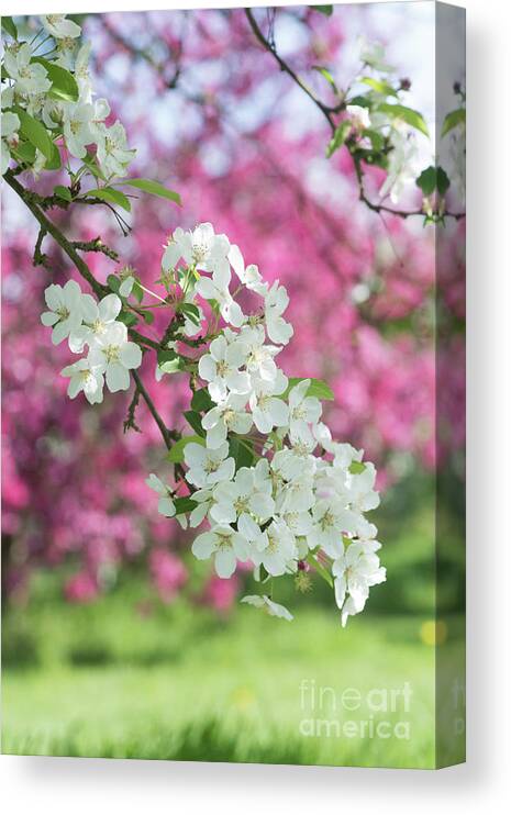 Malus Lady Northcliffe Canvas Print featuring the photograph Malus Lady Northcliffe Blossom by Tim Gainey