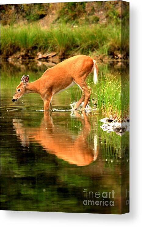 Deer Canvas Print featuring the photograph Eating Off The Bottom Of Fishercap by Adam Jewell