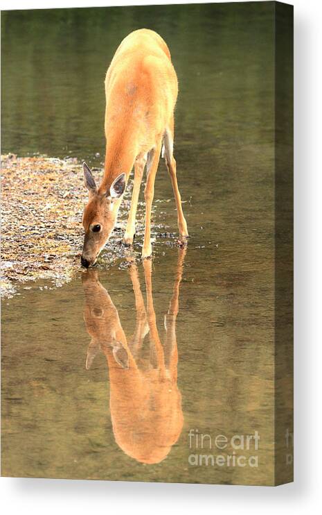 Deer Canvas Print featuring the photograph Deer Reflections by Adam Jewell