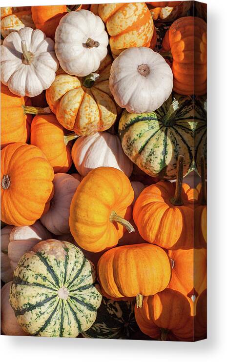 Antigo Canvas Print featuring the photograph Many Gourds by Todd Klassy