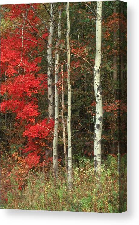 Fall Canvas Print featuring the photograph Maple and the Birch by Raju Alagawadi