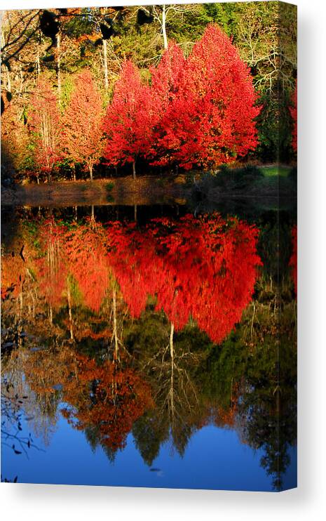 Maple Leaf Color Canvas Print featuring the photograph Maple Tree Mirror by Alan Lenk