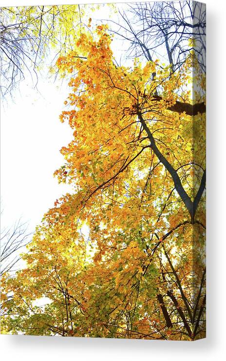 Abstract Canvas Print featuring the photograph Maple's Above by Lyle Crump