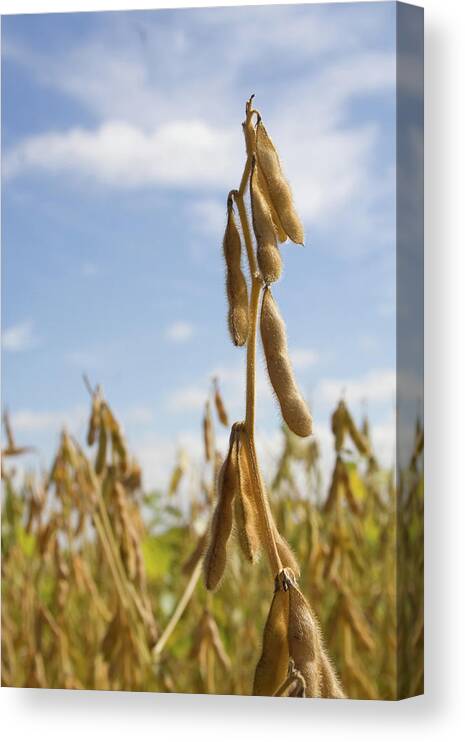 Maturing Soybeans Canvas Print featuring the photograph Maturing Soybeans by Dylan Punke