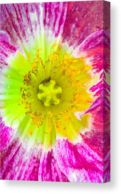 Petals Canvas Print featuring the photograph Melting Pot by Az Jackson