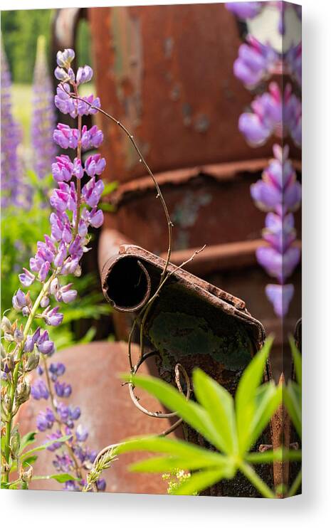 Maine Canvas Print featuring the photograph Mimicry by Holly Ross