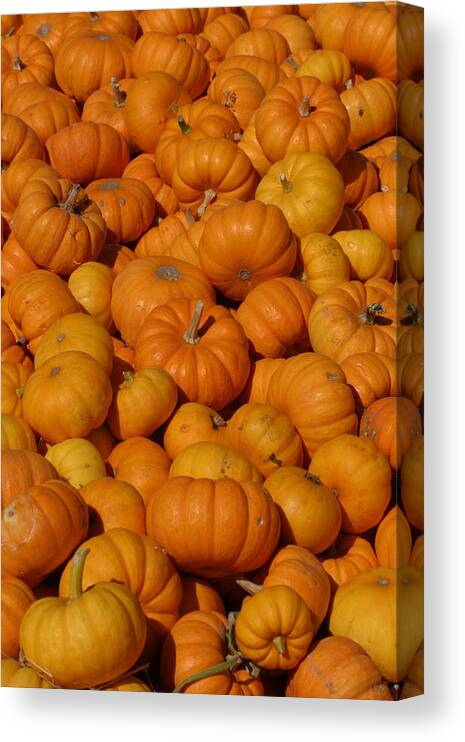 Orange Canvas Print featuring the photograph Mini Pumpkins by Jeff Floyd