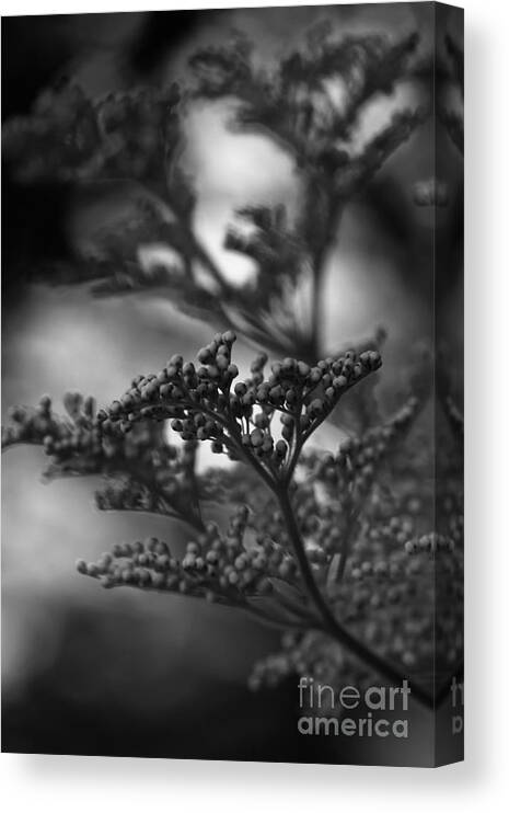 Silver Canvas Print featuring the photograph Mirrored In Sterling by Linda Shafer
