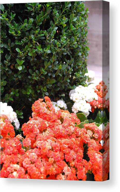 Mission Inn Canvas Print featuring the photograph Mission Inn Flora by Amy Fose