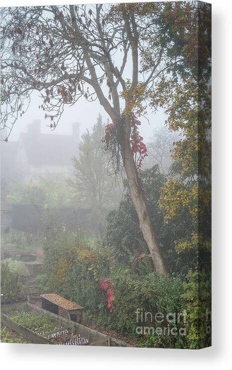 Plants Canvas Print featuring the photograph Misty Garden, Great Dixter 2 by Perry Rodriguez