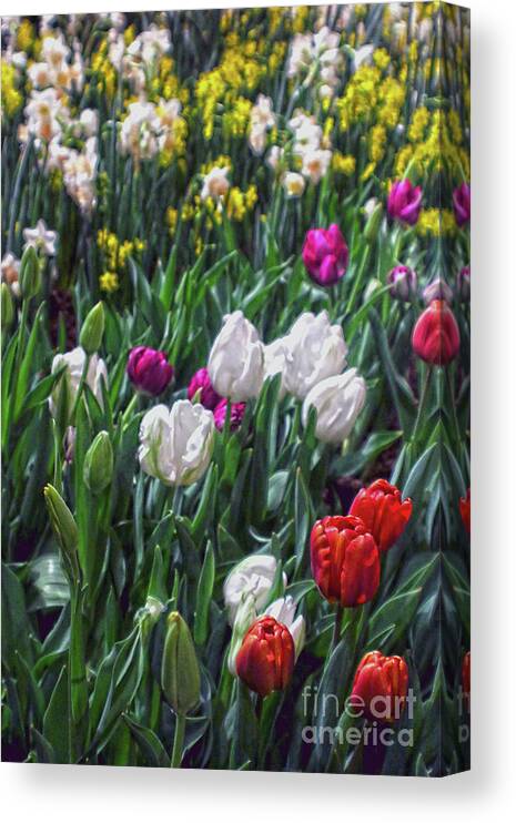 Tulip Canvas Print featuring the photograph Mixed Spring Flowers by Sandy Moulder