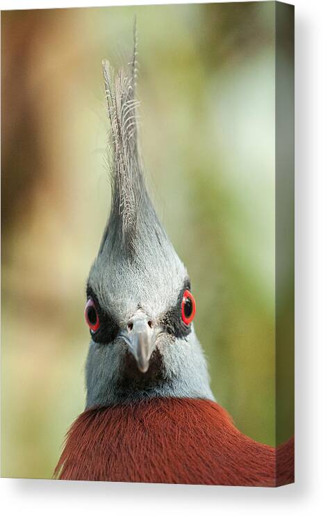 Mohican Canvas Print featuring the photograph Mohican Bird by Nigel R Bell