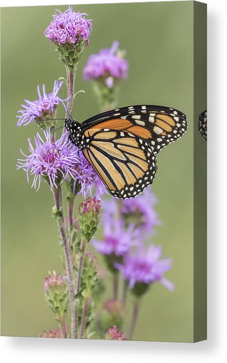Monarch Butterfly Canvas Print featuring the photograph Monarch and Blazing Star 1-2015 by Thomas Young