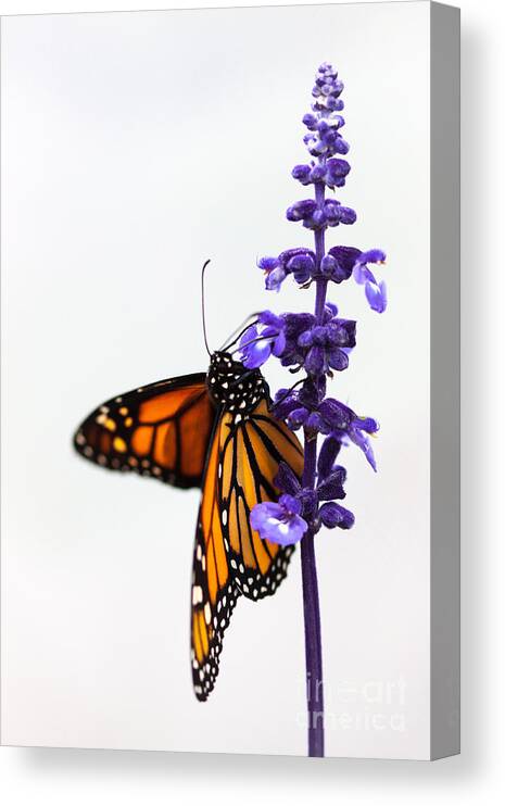 Monarch Butterfly Canvas Print featuring the photograph Monarch Butterfly by Ana V Ramirez
