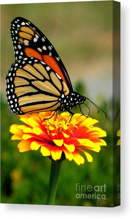 Butterly.flower Canvas Print featuring the photograph Monarch by Jeff Breiman