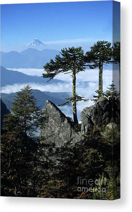 Chile Canvas Print featuring the photograph Monkey puzzle trees in Huerquehue National Park by James Brunker