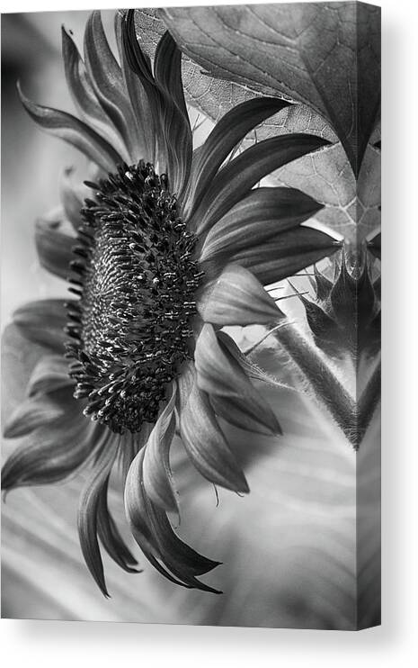 Helianthus Canvas Print featuring the photograph Monochrome Sunflower by Cate Franklyn