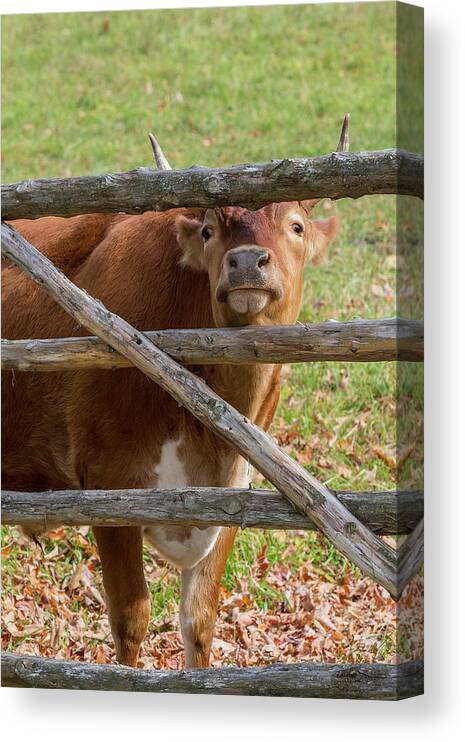 Randall Cattle Canvas Print featuring the photograph Moo by Bill Wakeley