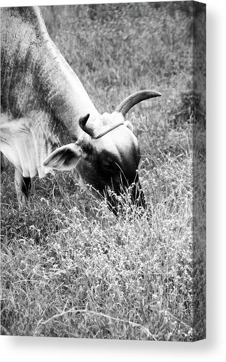 General Trias Canvas Print featuring the photograph Moo Ving by Jez C Self