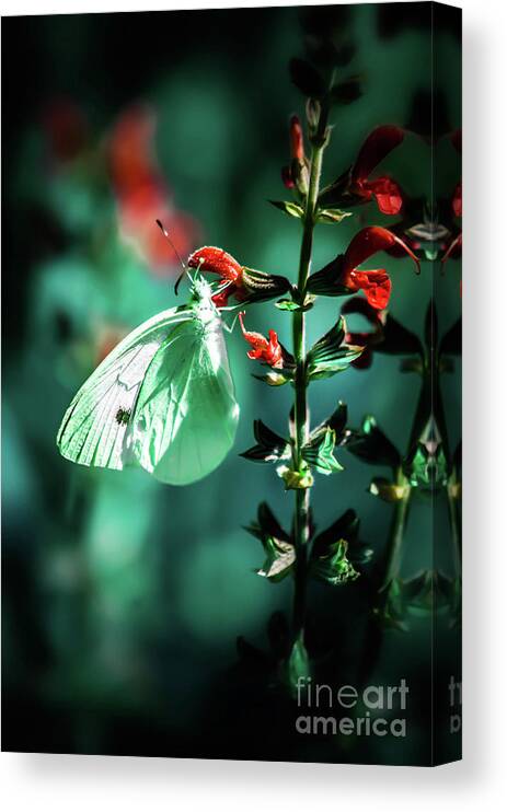 Butterfly Canvas Print featuring the photograph Moonlight butterfly by Gerald Kloss