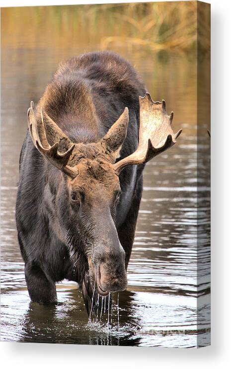 Moose Canvas Print featuring the photograph Moose Drool Shower by Adam Jewell